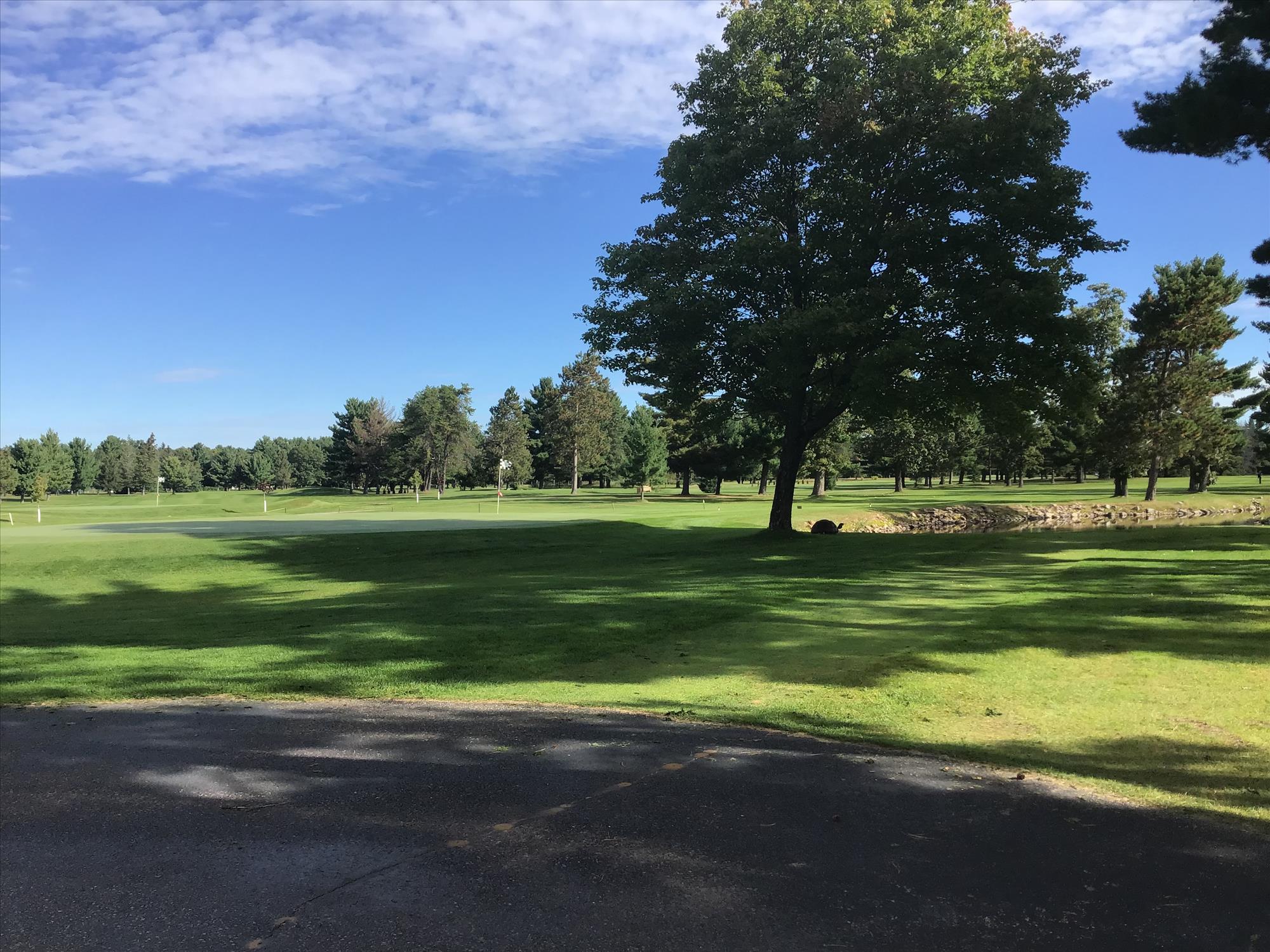 Tree casting shade over the golf course
