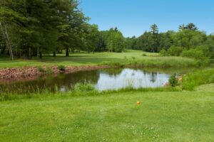Trees and grass surrounding a pond