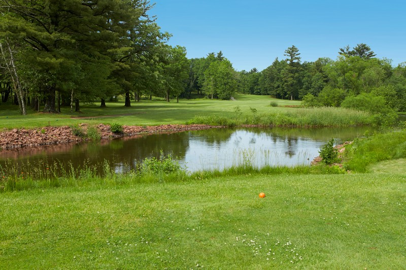 Trees and grass surrounding a pond