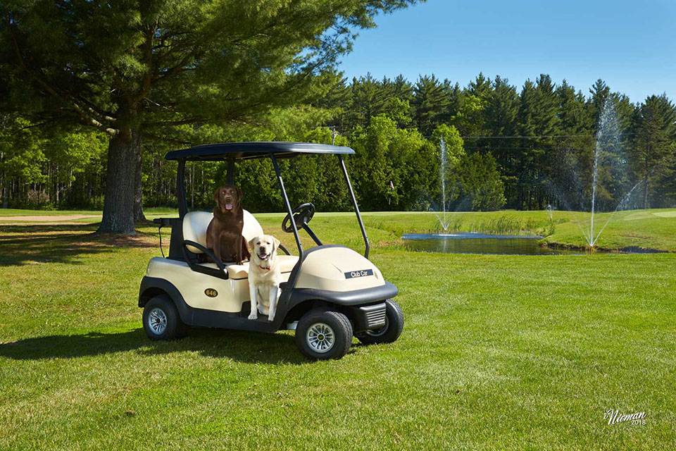 Two dogs sitting in a golf cart parked next to a pond